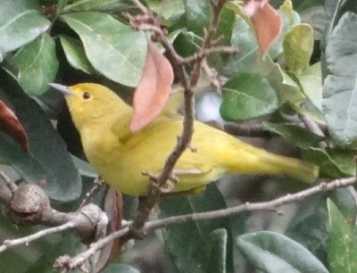 Yellow Warbler