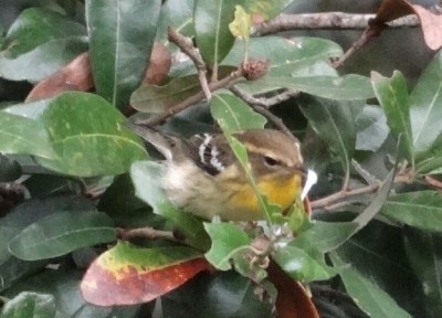Pine Warbler