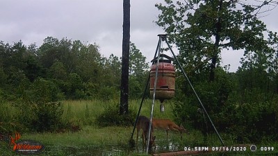 WGI_0099.JPG (275.04 KiB) Viewed 1694 times After the storm- notice the log that washed up against the legs of the feeder