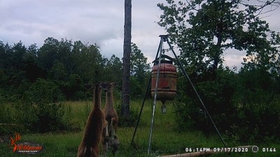WGI_0144.JPG (256.74 KiB) Viewed 1694 times Still arguing late in the afternoon.
