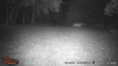 Coyote.JPG