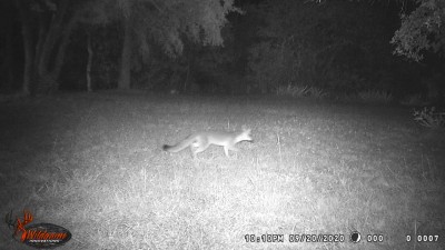 Fox.JPG