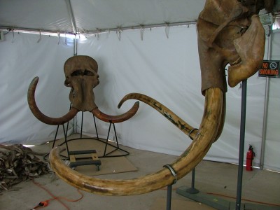mammoth  Ivory One.jpg
