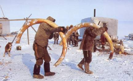 mammoth ivory mining.jpg