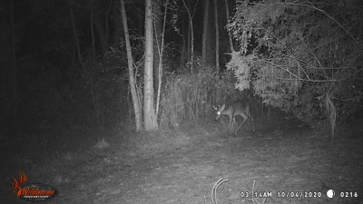 3:14 am 10/4 Little buck having an early breakfast
