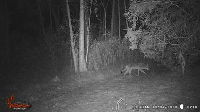 also at 3:47 am coyote #2
