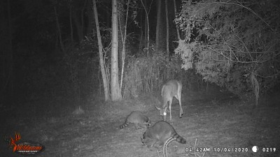 4:42 am Bambi and coon sharing the shelled corn