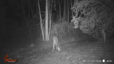 4:54 am Bambi appears to have one tiny spike