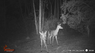 Brothers, ones is a spike the other a 4 point, little fellers.