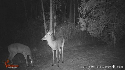 The little one spike and another spike buck