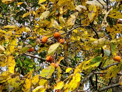 20201009_171123.jpg