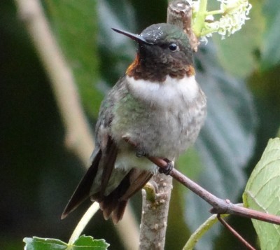 Hummingbird