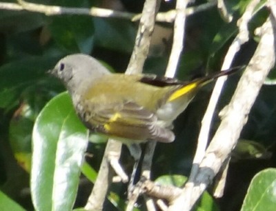 Redstart