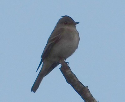 Flycatcher