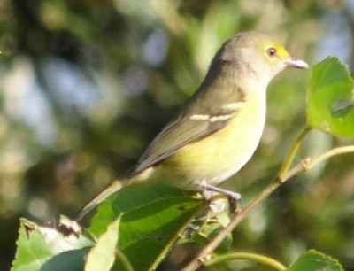 Vireo