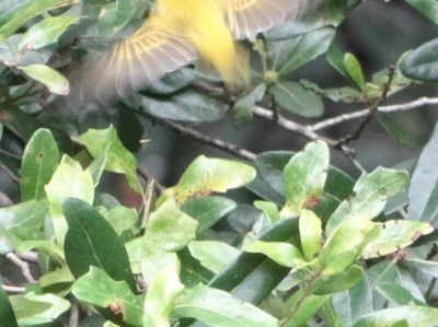 Yellow Warbler