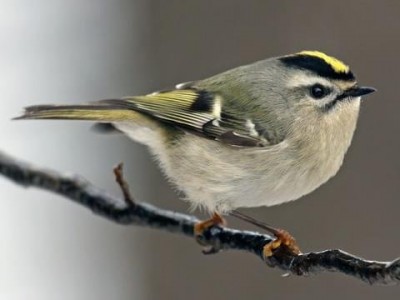 golden crowned kinglet.jpg