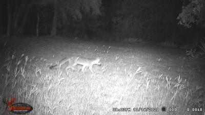 Gray Fox