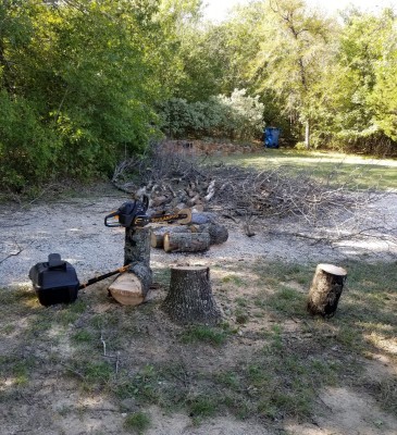 Taking down a dead Oak tree