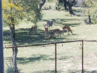 Deer visting