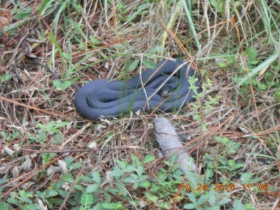 Saw this feller  resting in the pines.  As I walked back he slithered away.