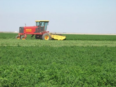 alfalfa harvesting.jpg