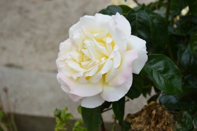 DSC_0018.JPG