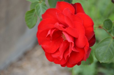 DSC_0019.JPG