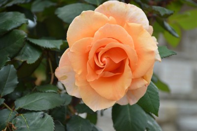 DSC_0021.JPG