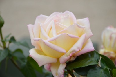 DSC_0022.JPG