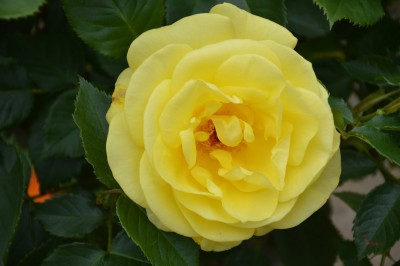 DSC_0023.JPG
