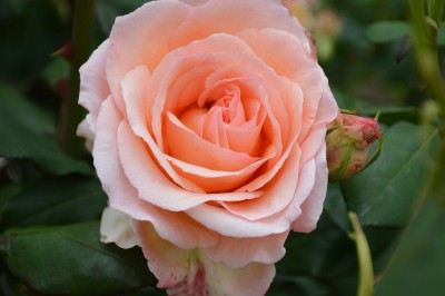 DSC_0024.JPG