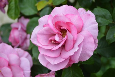 DSC_0025.JPG