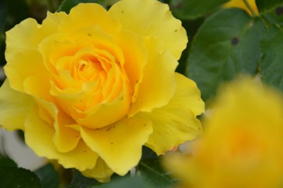 DSC_0030.JPG
