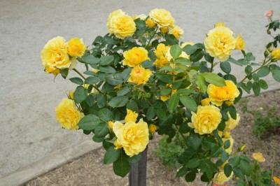 DSC_0032.JPG