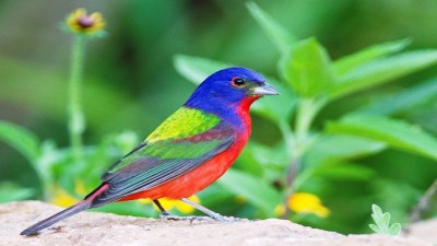 Painted Bunting