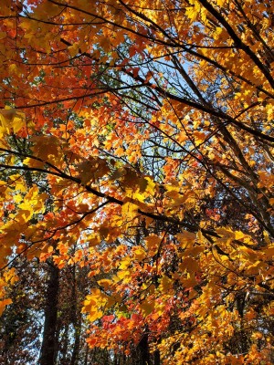 20201101_140933.jpg