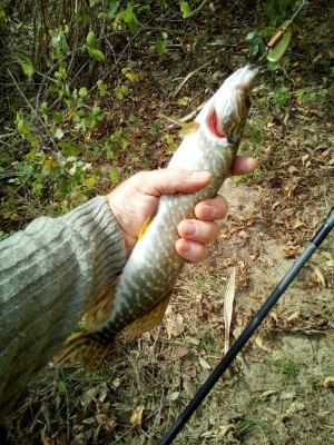IMG_20201105_135159.jpg