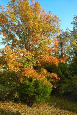 Red oak
