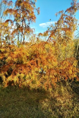 Bald cypress