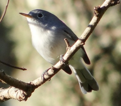 Gnatcatcher