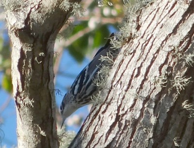 Black-and-white Warbler