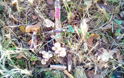 IMG_20201107_132614.jpg