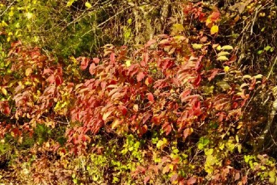 Rough leaf dogwood
