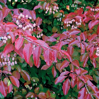 Rusty Blackhaw