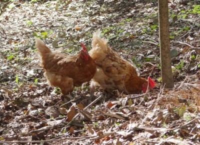 Chickens