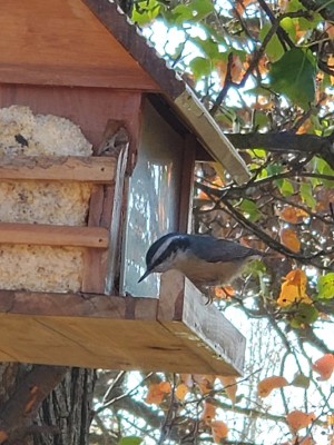 20201111_140053.jpg
