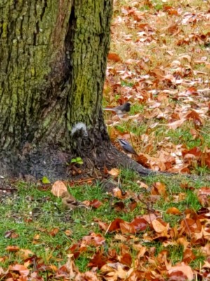 Yellow Rumped Warbler, Red Breasted Nuthatch, Junco