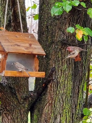 Y R Warbler, House Finch