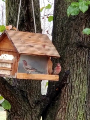 House Finches